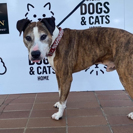 Jackson Staffy found 1 Feb